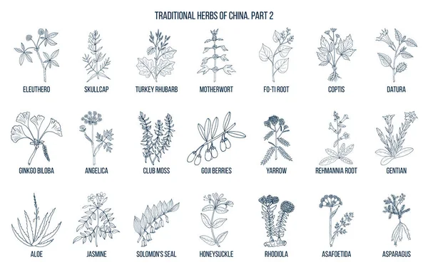 Hierbas medicinales tradicionales chinas — Vector de stock