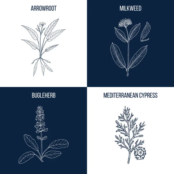 Zestaw czterech ręcznie rysowane roślin jadalnych i leczniczych — Wektor stockowy