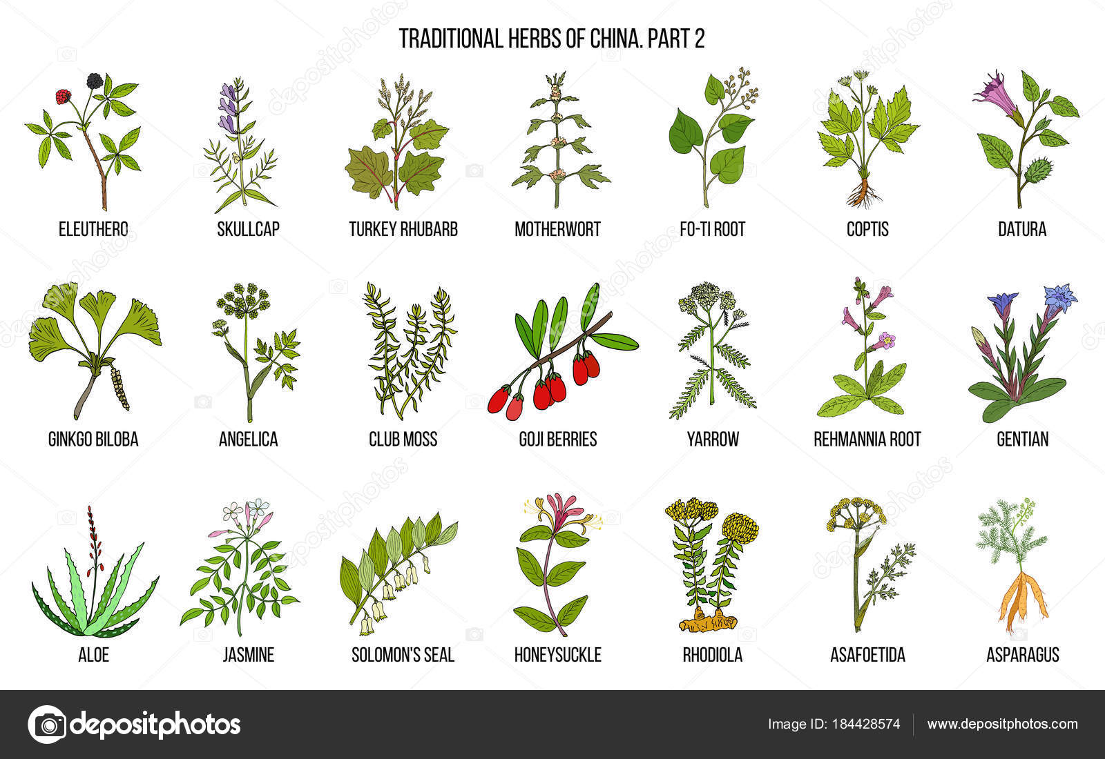 Chinese Traditional Medicinal Herbs Stock Vector Foxyliam 184428574 chinese-traditional-medicinal-herbs-stock-vector-foxyliam-184428574