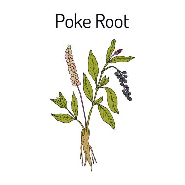 Kök Phytolacca americana veya pokeweed, tıbbi bitki poke