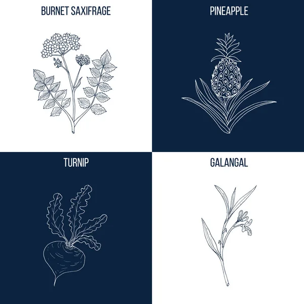 Conjunto de cuatro plantas comestibles y medicinales dibujadas a mano — Archivo Imágenes Vectoriales