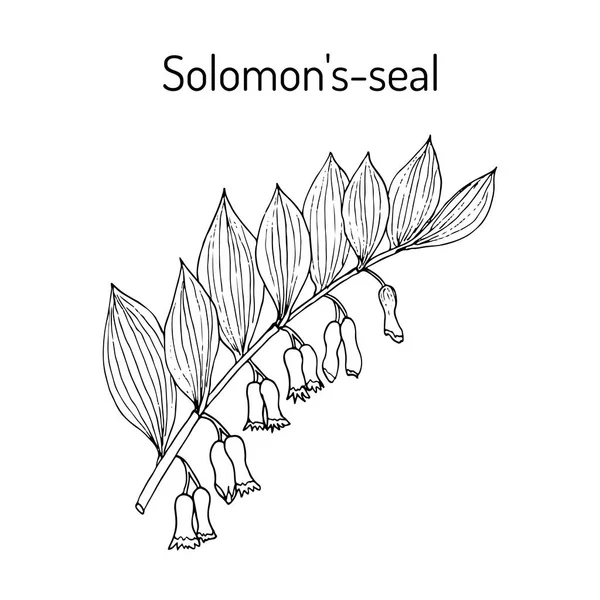 Sello de Salomón Polygonatum multiflorum, planta medicinal — Vector de stock
