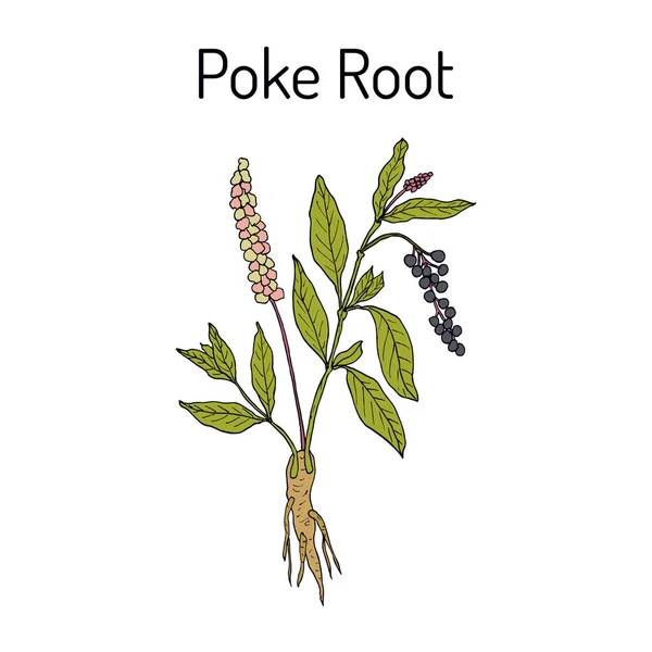 Raíz de Poke Phytolacca americana, o pokeweed, planta medicinal — Vector de stock