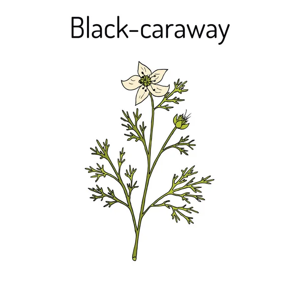 Alcaravea negra, Nigella sativa, planta medicinal — Vector de stock
