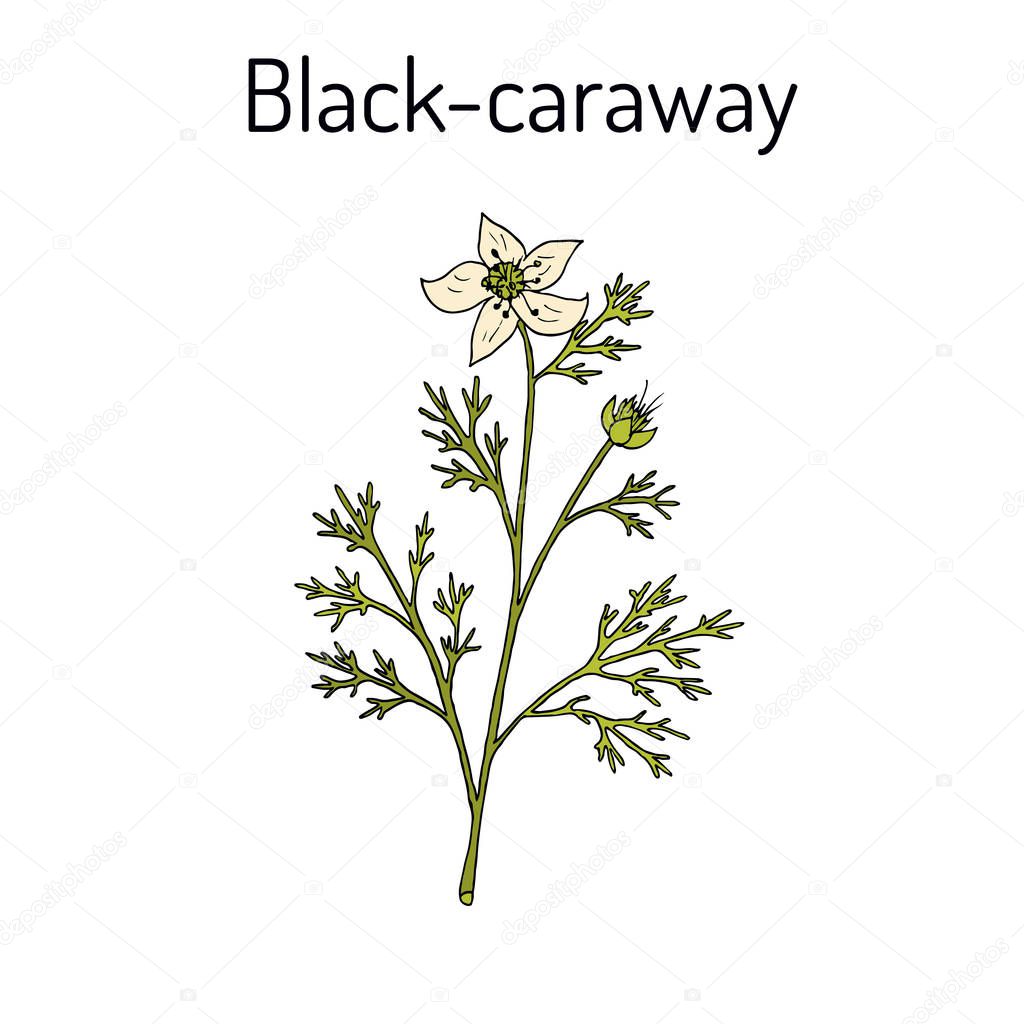 Black caraway, Nigella sativa, medicinal plant