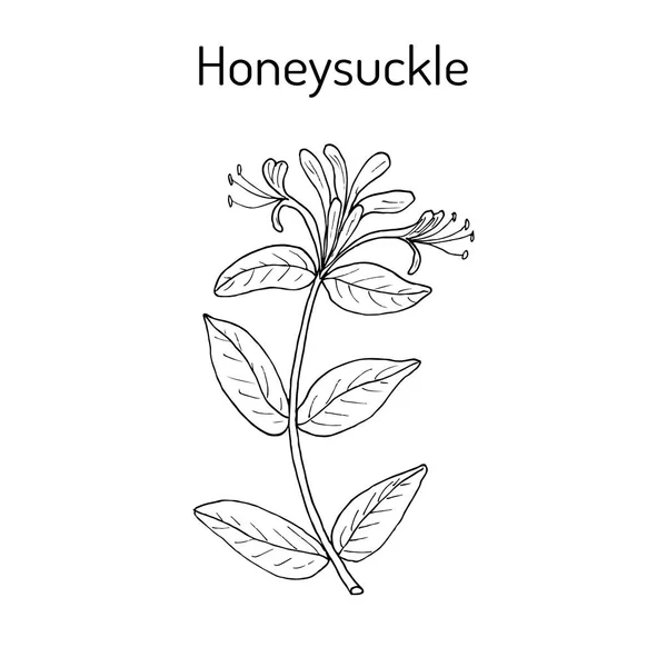 Madressilva Lonicera periclymenum, ou woodbine, planta medicinal — Vetor de Stock