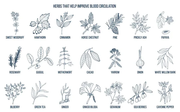 Colección de hierbas naturales para la circulación sanguínea — Vector de stock