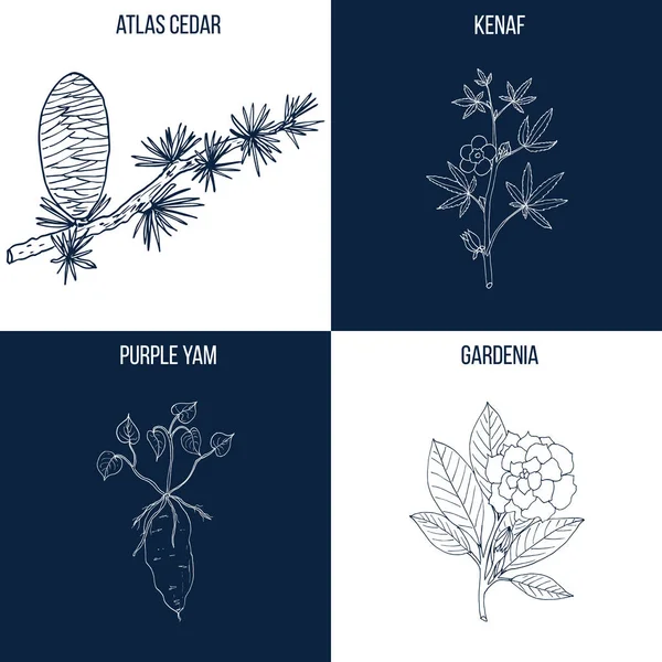 Set of four hand drawn eatable and medicinal plants — Stock Vector