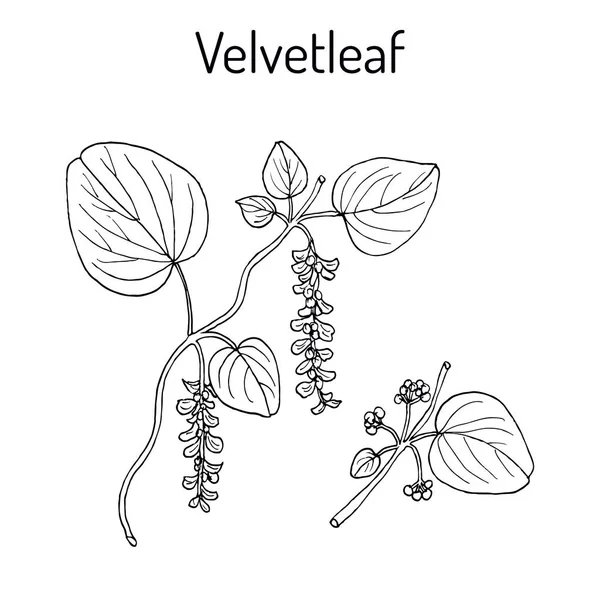 Velvetleaf Cissampelos pareira, лекарственное растение — стоковый вектор
