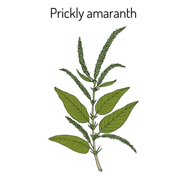 Amaranto espinoso Amaranthus spinosus, o rebabas de aguja, planta medicinal — Vector de stock