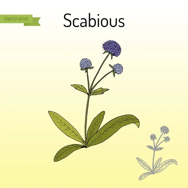 Scabious Succisa pratensis, 또는 마 귀-비트, 약용 식물 — 스톡 벡터