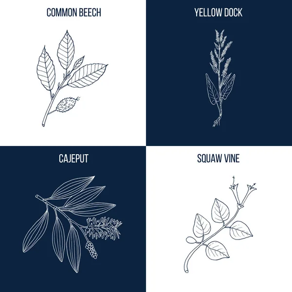 Conjunto de cuatro plantas comestibles y medicinales dibujadas a mano — Vector de stock