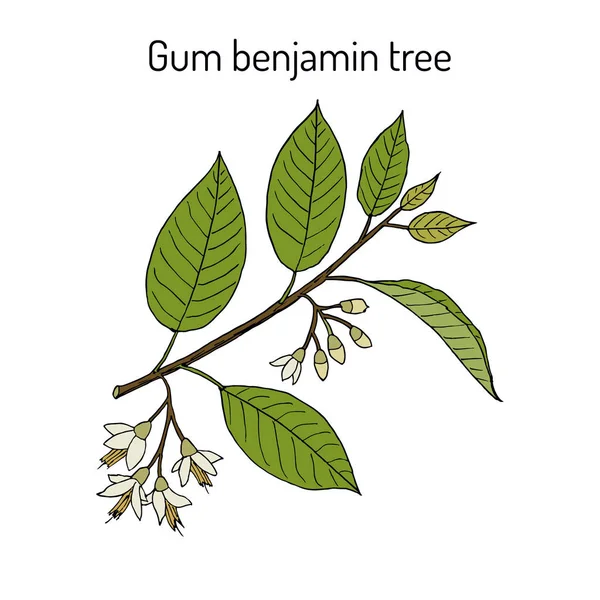 Бенджамин Gum benjamin дерево Styrax бензоин, лекарственное растение — стоковый вектор