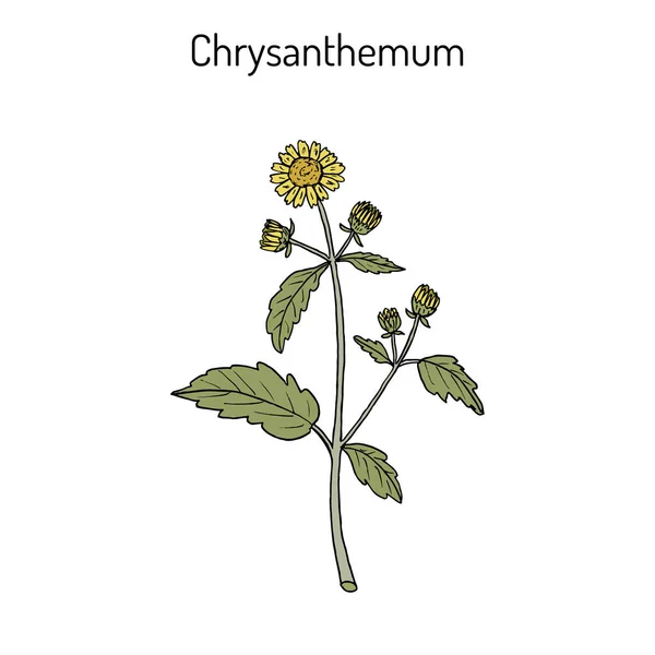 Crisantemo indicum, planta medicinal — Vector de stock