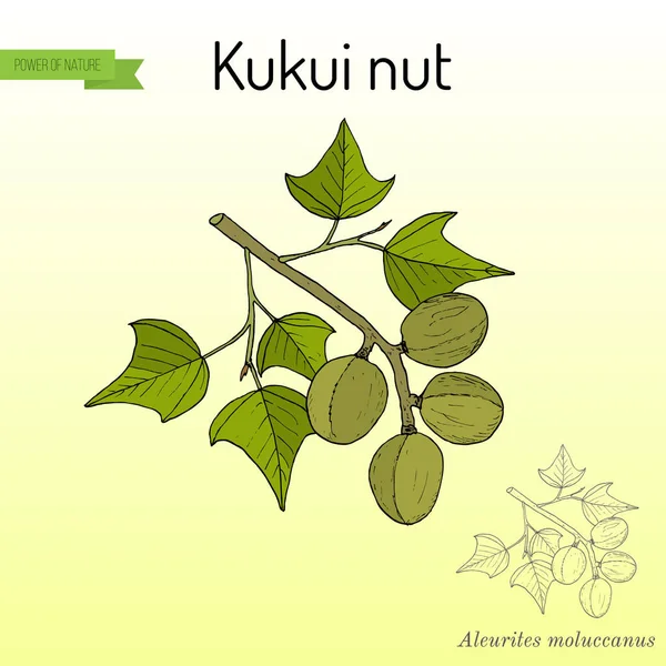 Kukui 坚果油桐 moluccanus, 药用植物 — 图库矢量图片