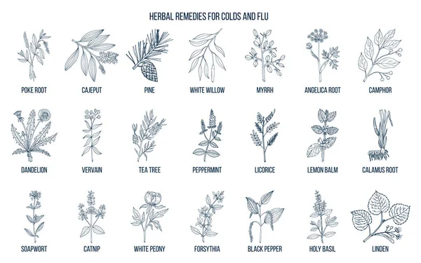 Collection of natural herbs for colds and flu — Stock Vector