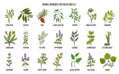 Collection of natural herbs for colds and flu clipart