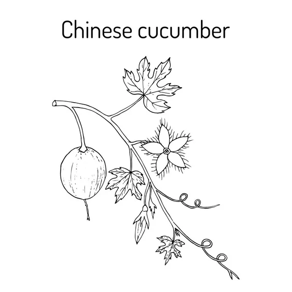 Cetriolo cinese Trichosanthes kirilowii, pianta medicinale — Vettoriale Stock