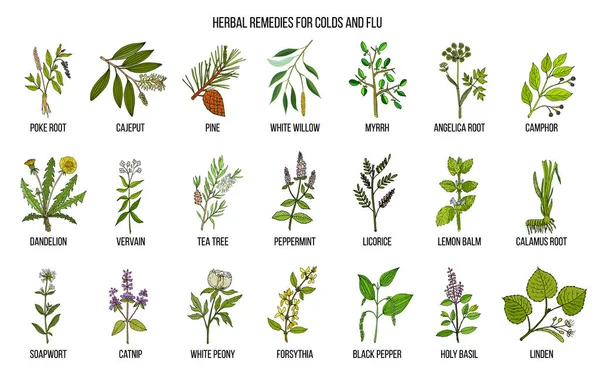 Collection of natural herbs for colds and flu — Stock Vector