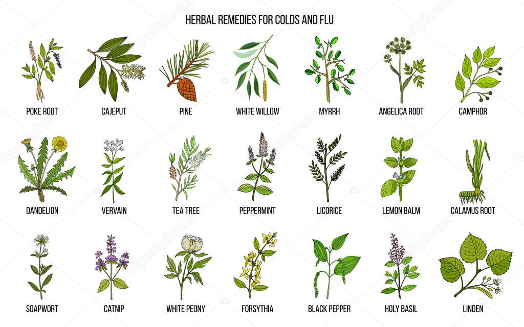 Collection of natural herbs for colds and flu