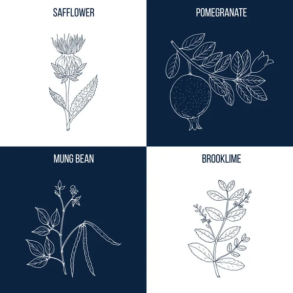 四手工绘制的食用和药用植物集 — 图库矢量图片