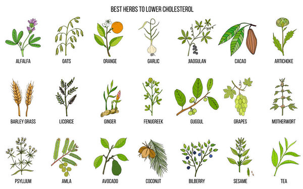 Сбор лучших трав для снижения уровня холестерина

