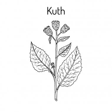 Saussurea costus veya kuth, şifalı bitki
