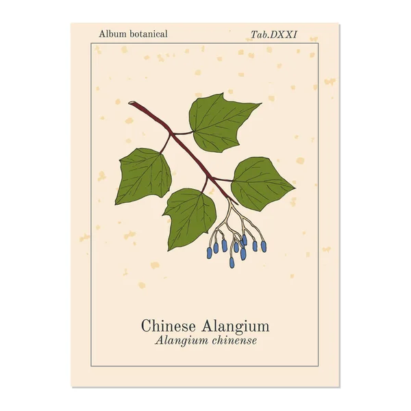 Alangium chinense, planta medicinal — Vetor de Stock