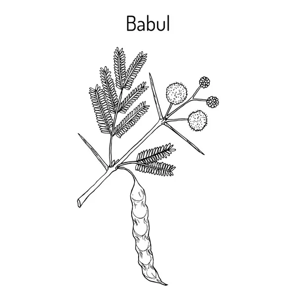 Babul Vachellia nilotica, o acacia espinosa, planta medicinal — Vector de stock