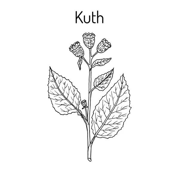 トウヒレン コスタス、または kuth、薬用植物 — ストックベクタ