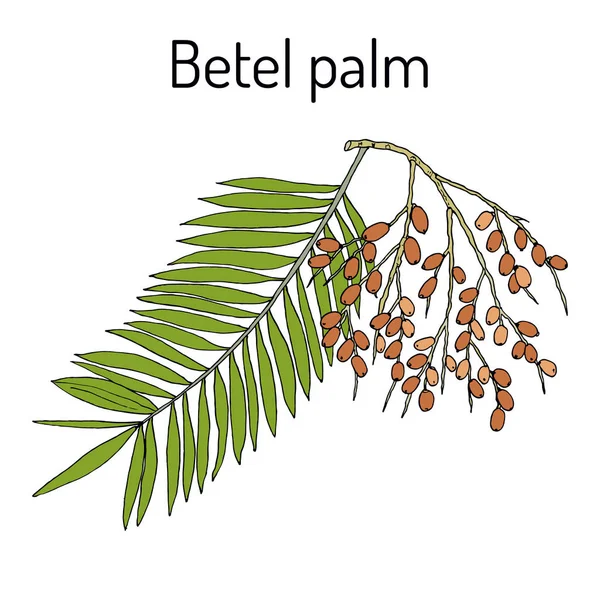 Betel palmier Areca catechu, ou noix indienne, plante médicinale — Image vectorielle