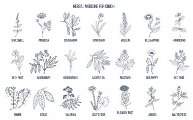Natural herbs for cough remedies. clipart