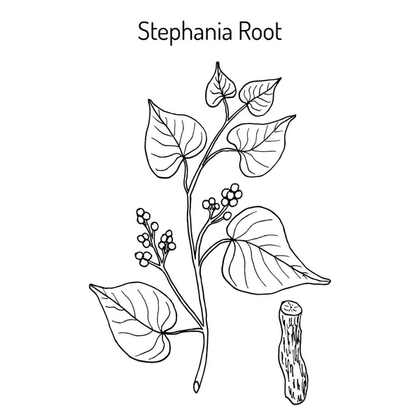 Stephania tetrandra, planta medicinal — Vector de stock