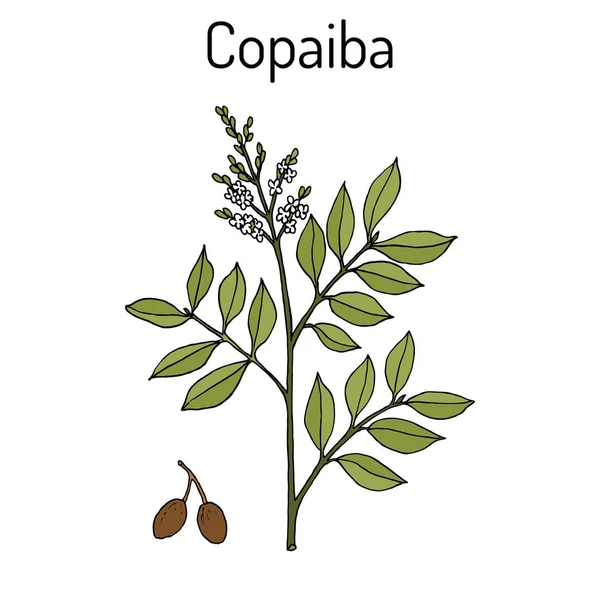 Copaiba Copaifera officinalis, planta medicinal — Vector de stock