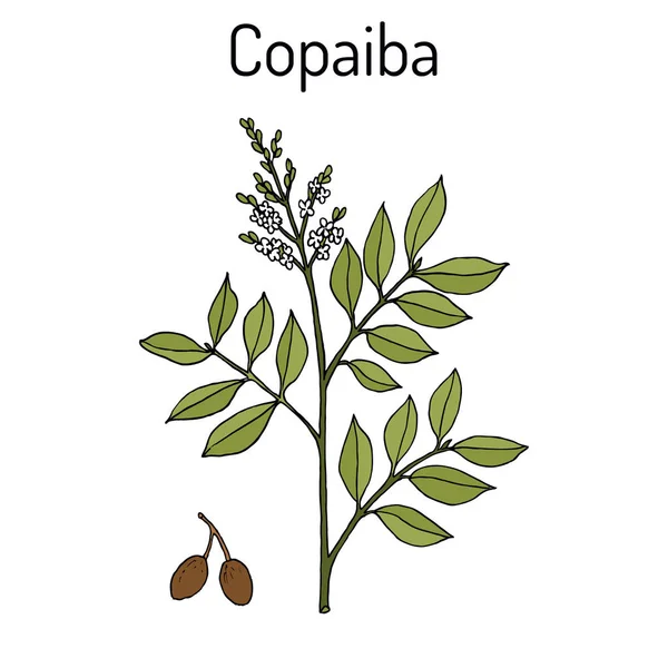 Copaiba Copaifera officinalis, şifalı bitki