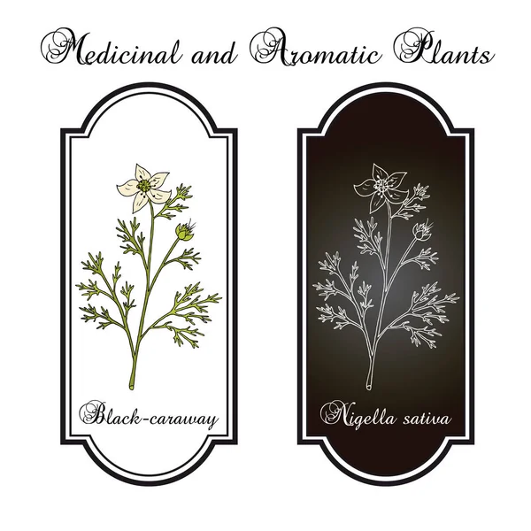 Alcaravea negra, Nigella sativa, planta medicinal — Vector de stock