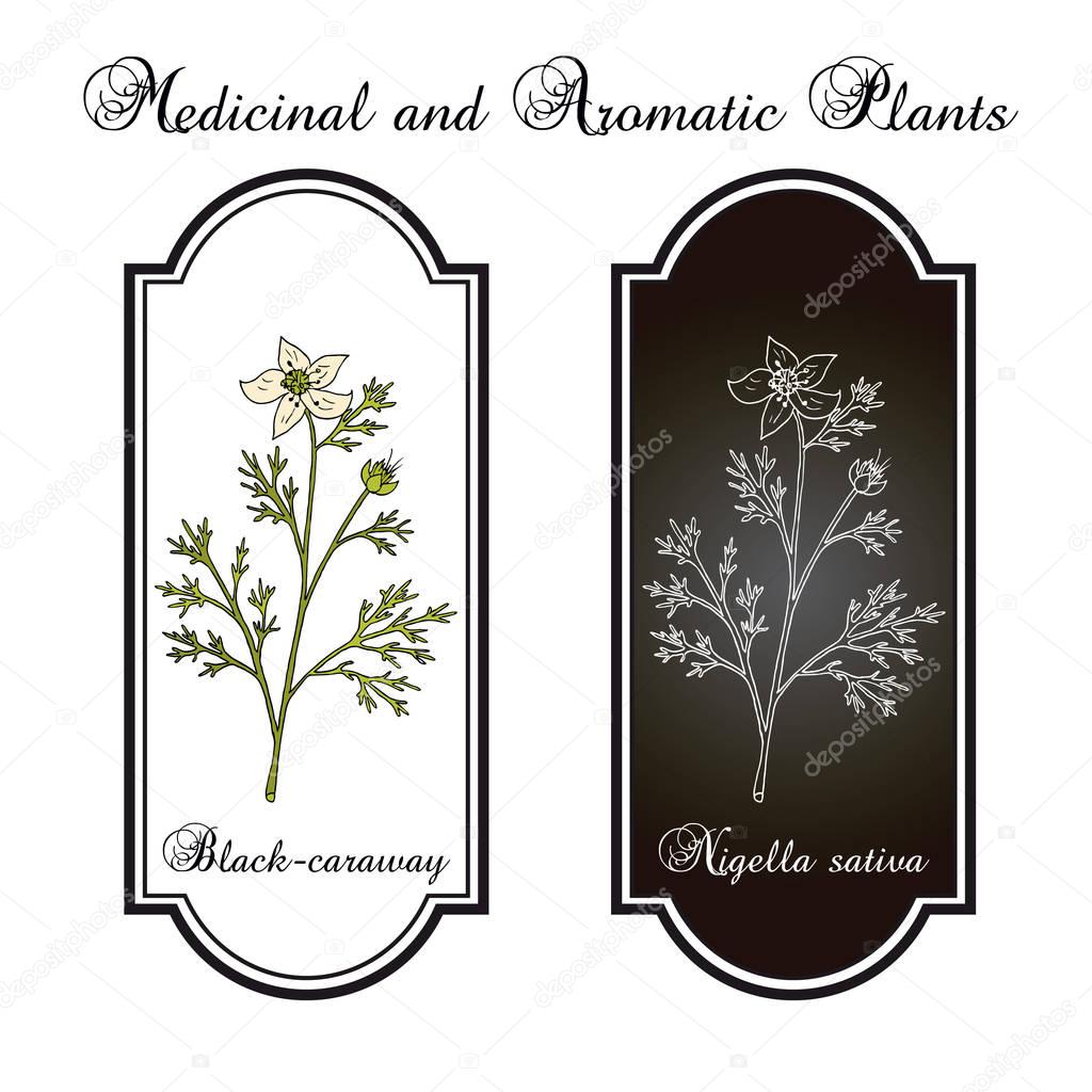 Black caraway, Nigella sativa, medicinal plant