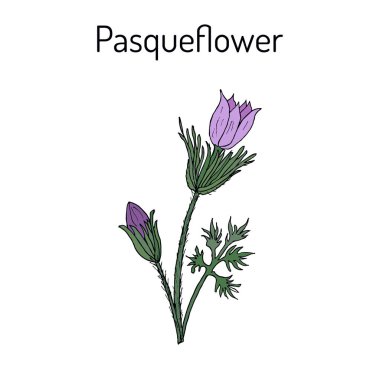 Pasqueflower pulsatilla vulgaris , medicinal plant clipart