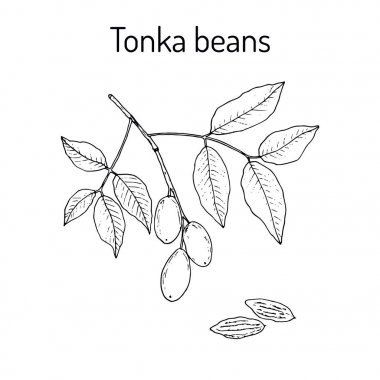 Tonka fasulye Dipteryx odorata, aromatik ve tıbbi bitki