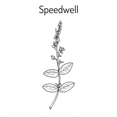 Heath speedwell Veronica officinalis 