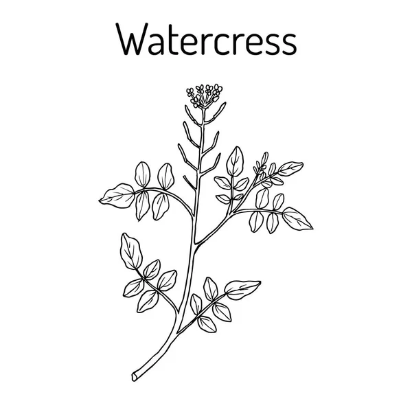 Watercress Nasturtium officinale , aquatic medicinal plant — Stock Vector