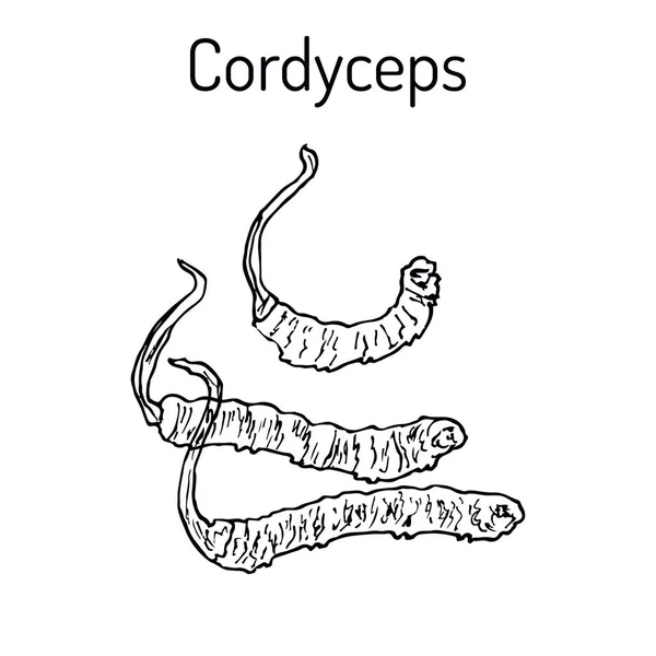 Cordyceps Ophiocordyceps sinensis, grzyb leczniczy — Wektor stockowy