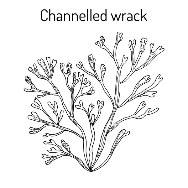 Canalizado wrack pelvetia canaliculata, algas marinas — Vector de stock