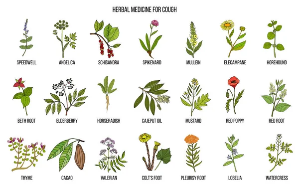 Природные травы для лечения кашля — стоковый вектор