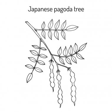 Japon pagoda ağaç Styphnolobium japonicum veya Sofora