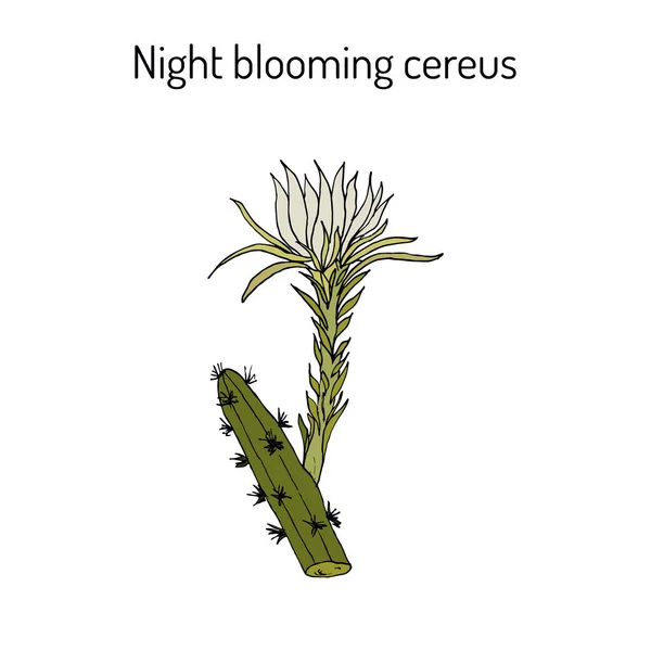 Cereus de floración nocturna, Cactus grandiflorus, planta medicinal — Vector de stock