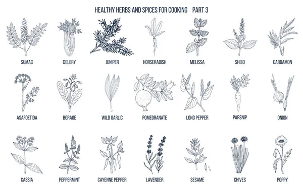 Conjunto dibujado a mano de hierbas y especias culinarias — Archivo Imágenes Vectoriales