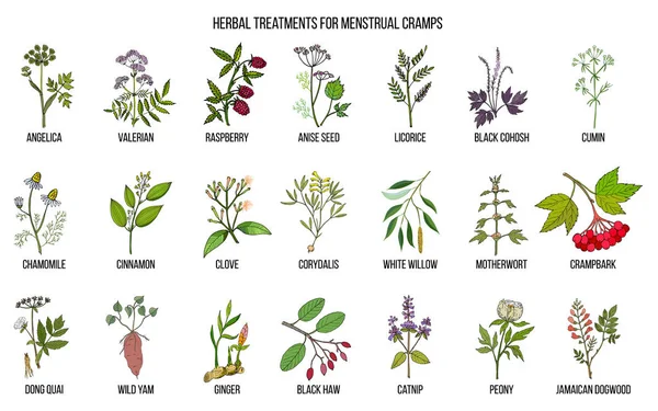 Best herbs for menstrual cramps treatment — Stock Vector