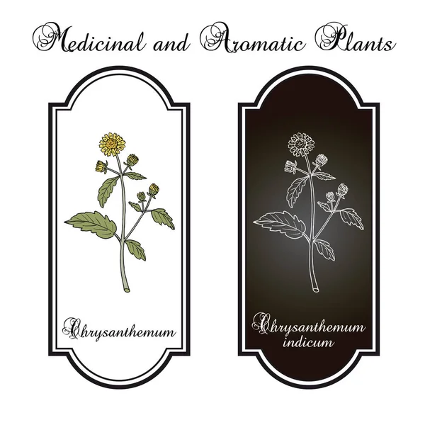 Crisantemo indicum, planta medicinal — Vector de stock