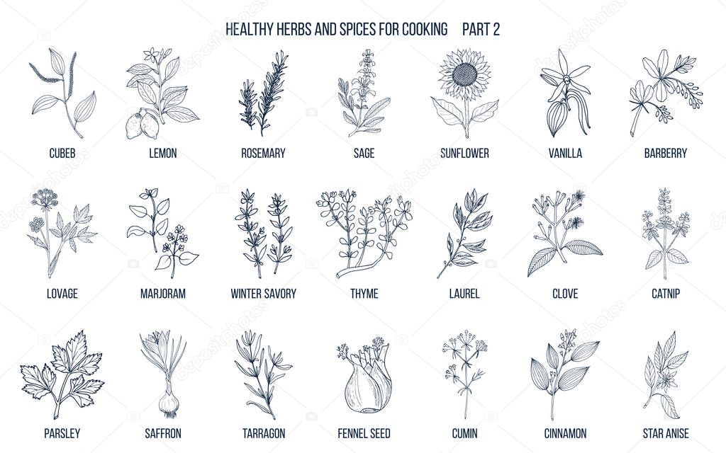 Hand drawn set of culinary herbs and spices